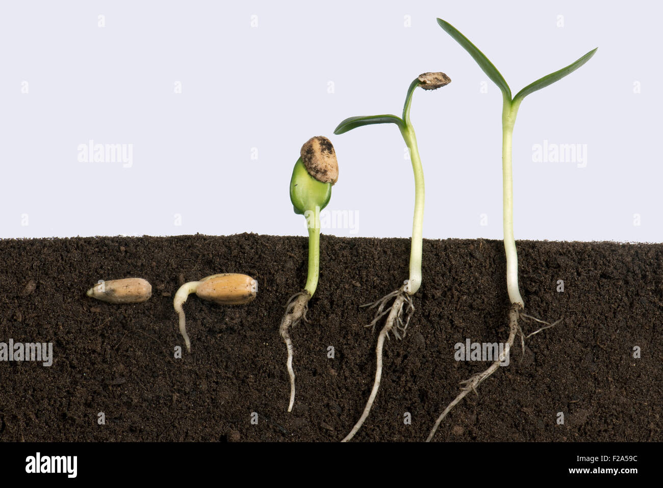 Sequence of sunflower seeds going through various stages of germination from below soil to cotyledons Stock Photo