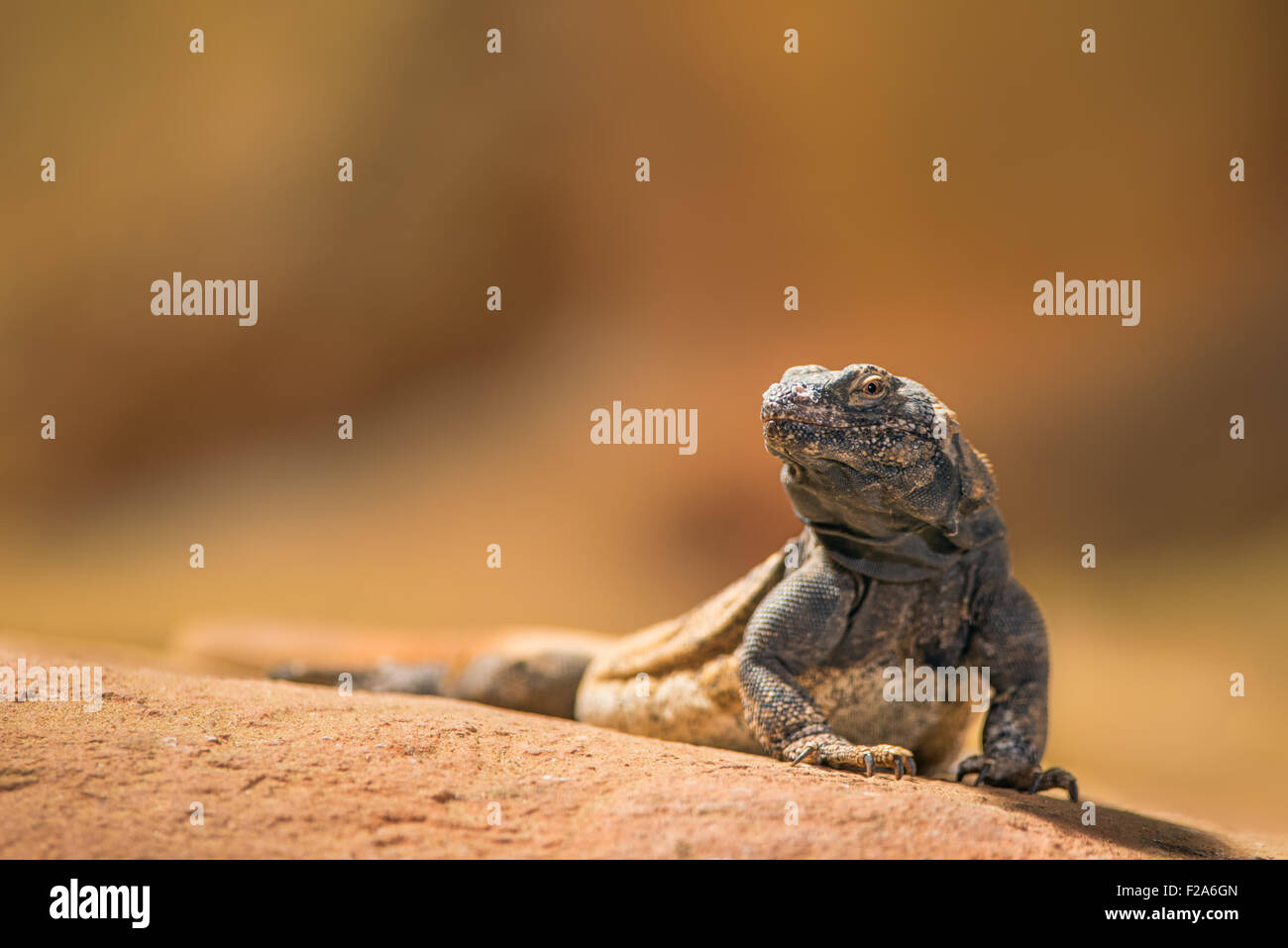 Portrait of eastern collared lizard (Crotaphytus collaris), also called