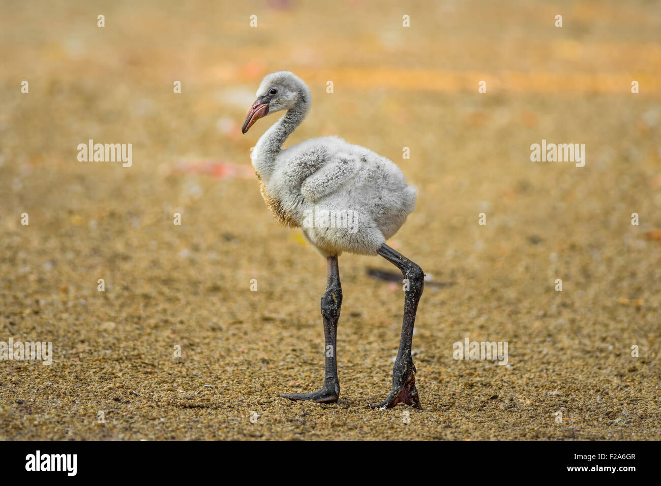 Baby bird of the American flamingo Stock Photo