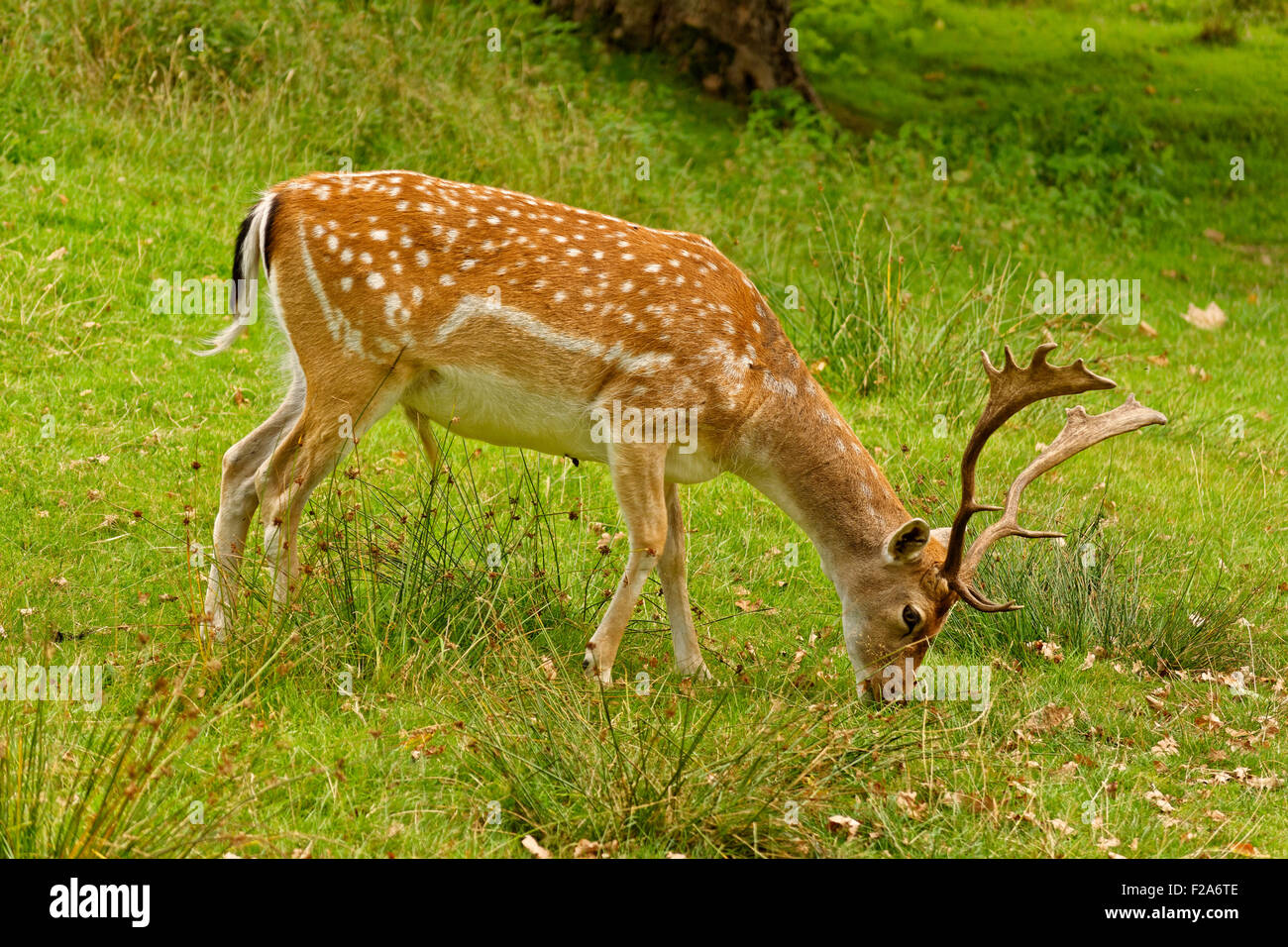 Fallow Deer at Dunham Massey Hall Deer Park, Dunham Massey, Altrincham, Cheshire. Greater Manchester. Stock Photo
