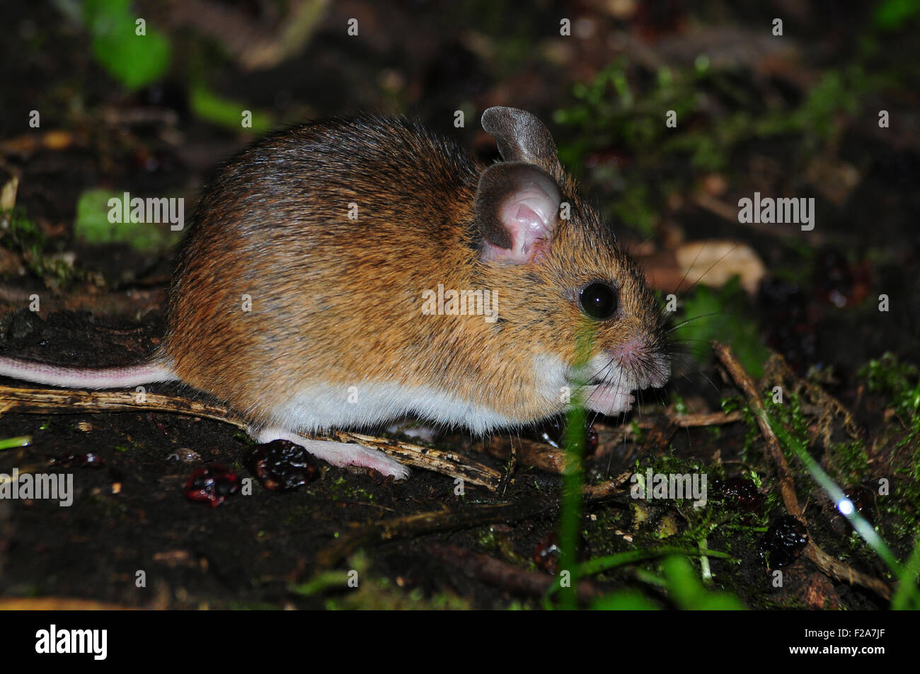 A wood mouse eating on the ground UK Stock Photo Alamy