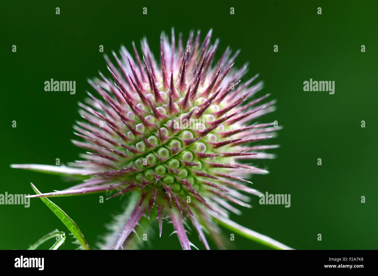 A prickly teasel head UK Stock Photo