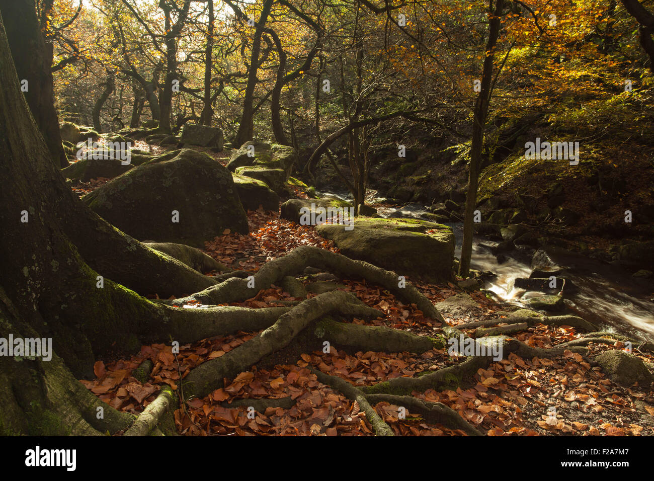 Autumn colours in the Derbyshire Peak District at Padley Gorge, part of the Peak District National Park Stock Photo