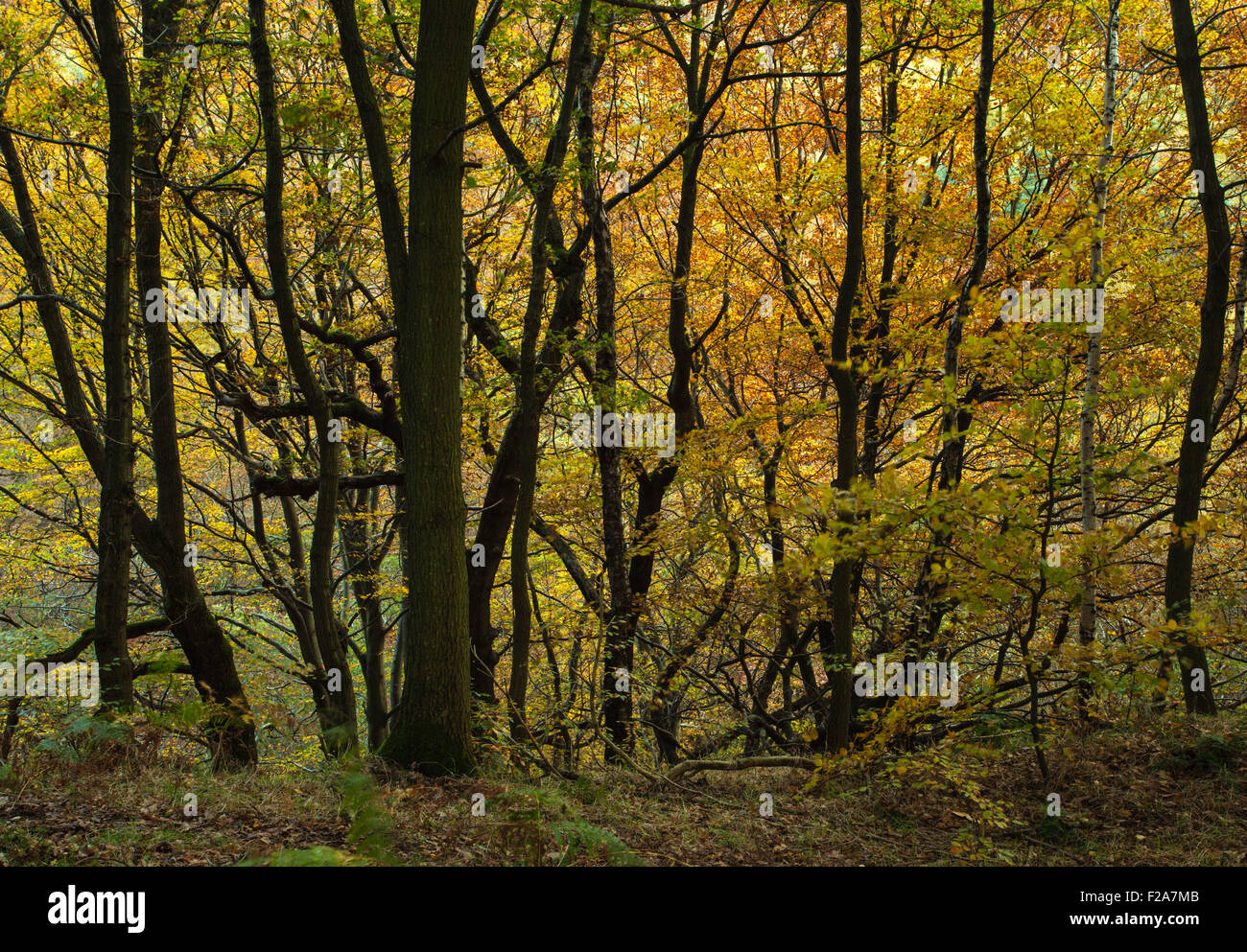 Changing autumn colours hi-res stock photography and images - Alamy