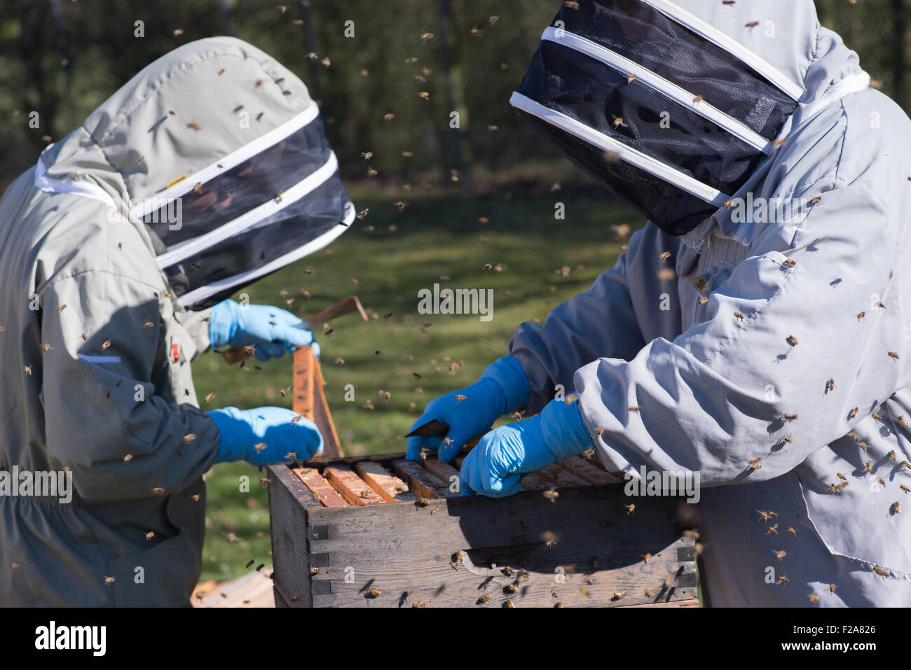 Bee Farmer Beekeepers at work with frames of honey along with honeybees