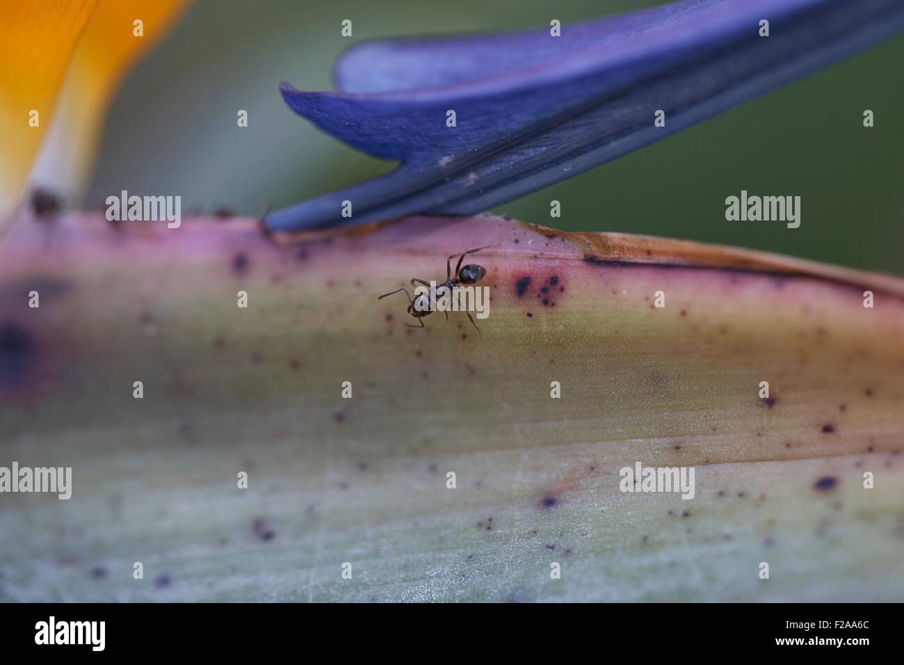 White footed House Ants forag for food - are attracted to sweet substances like plant nectars in this Bird if Paradise Flower Stock Photo