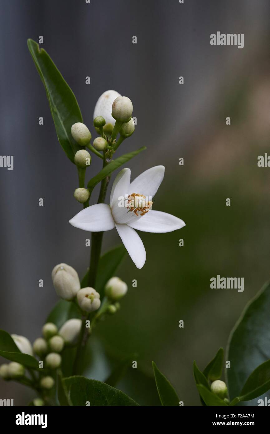 Orange tree blossom hires stock photography and images Alamy