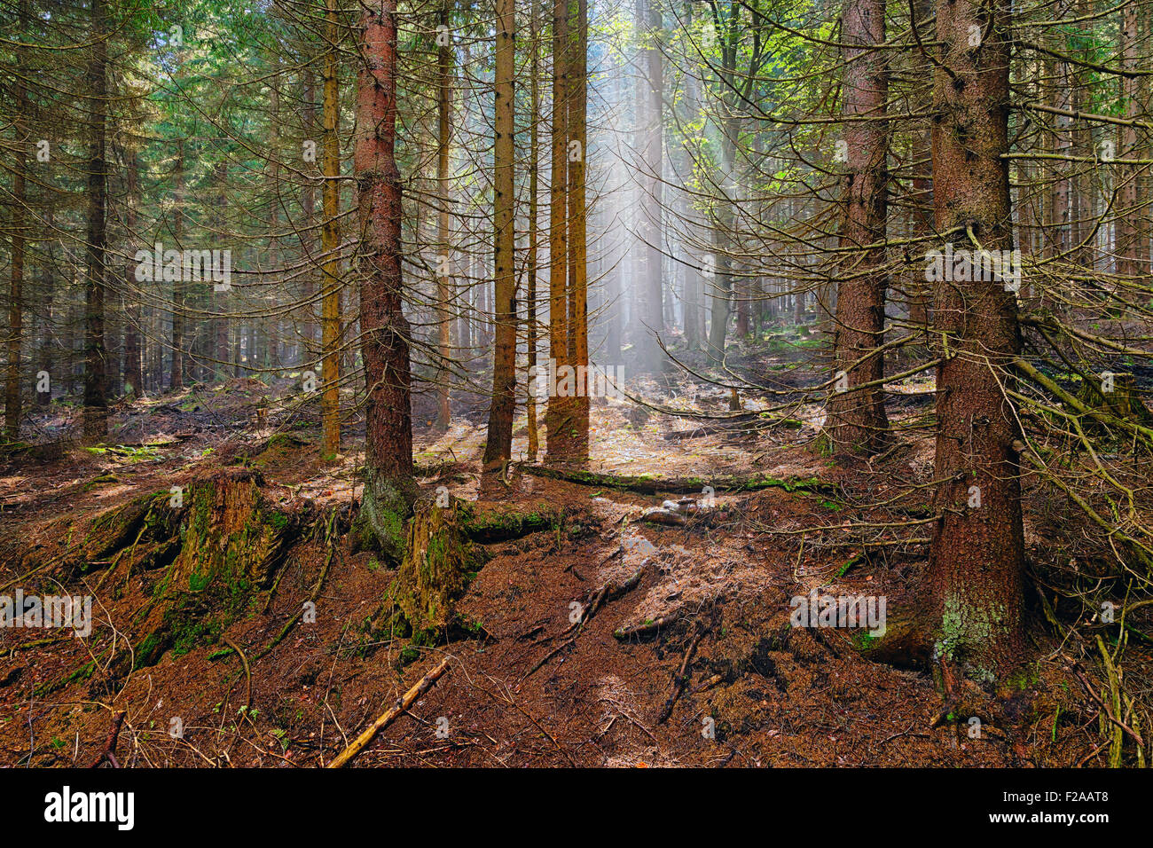 The old spruce forest in falls morning Stock Photo