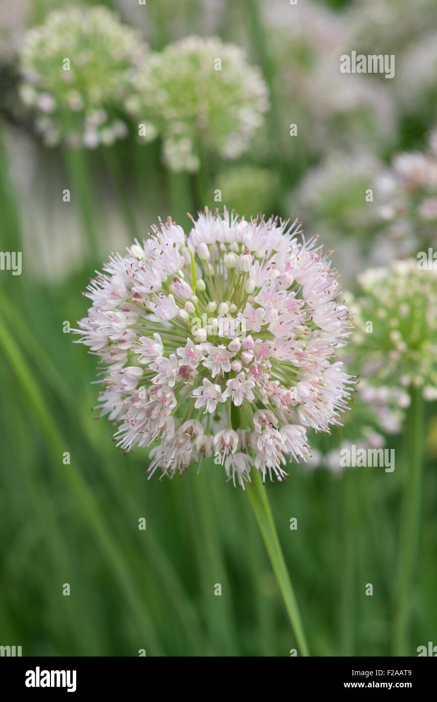allium carolinianum white pink perennial in flower Stock Photo