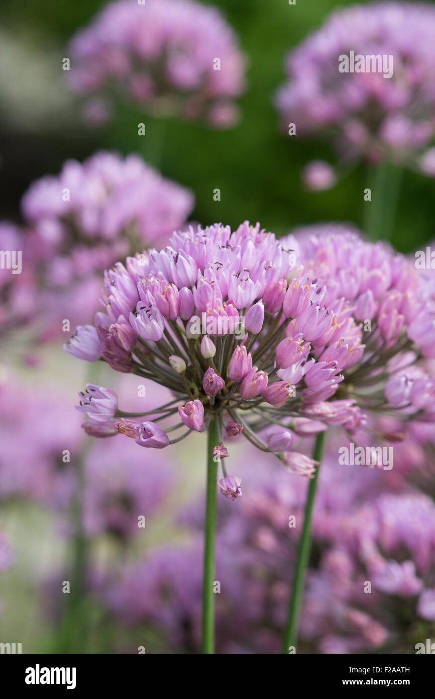 allium angulosum pink purple perennial in flower Stock Photo - Alamy