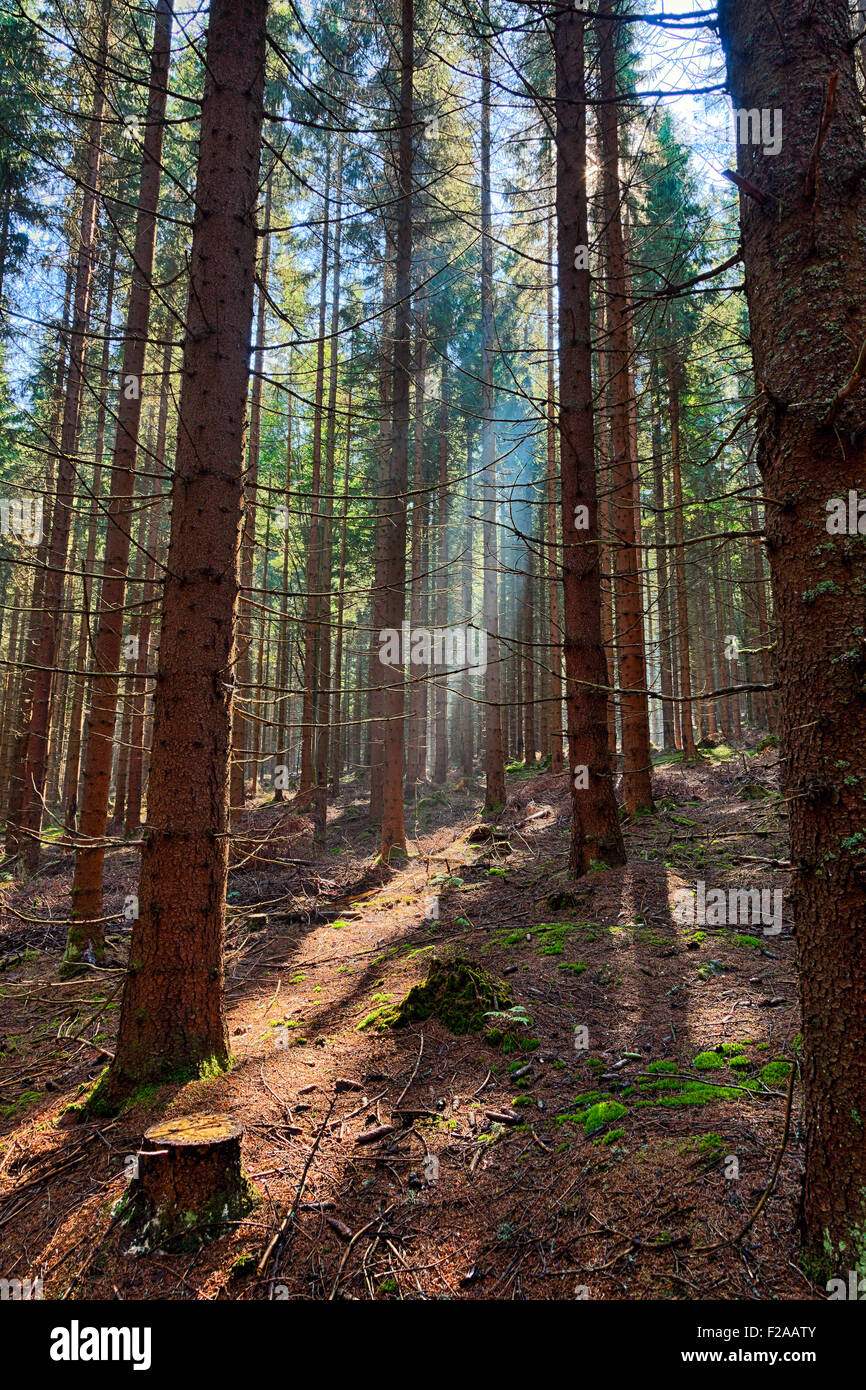 The old spruce forest in falls morning Stock Photo