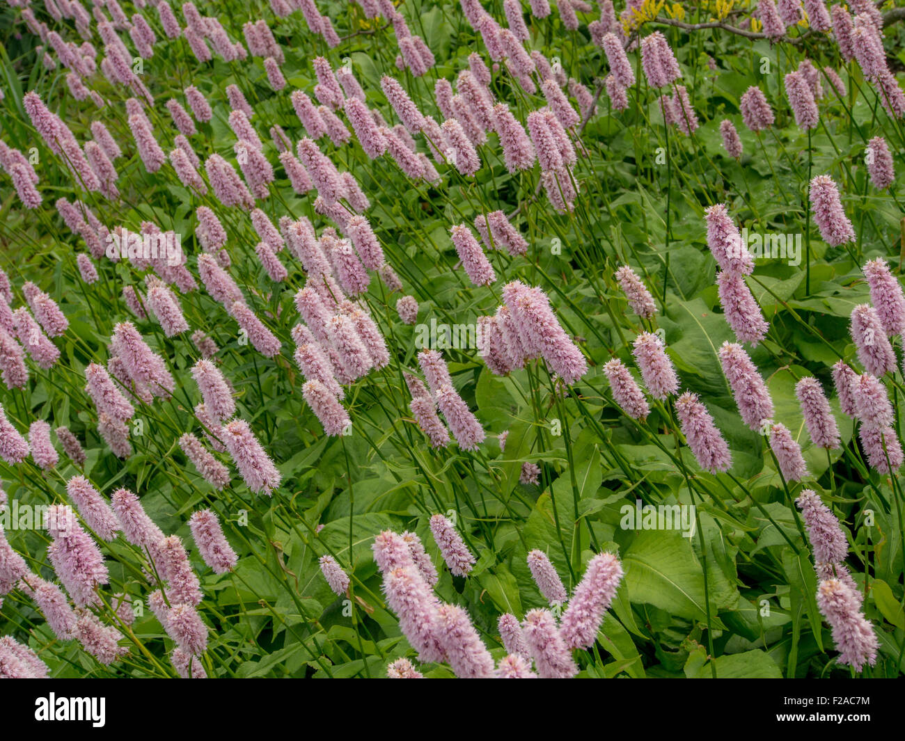 Persicaria bistorta ( Polygonaceae ) flowering Stock Photo