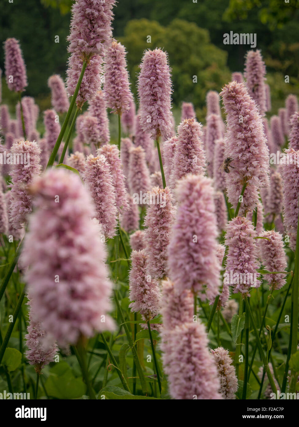 Persicaria bistorta ( Polygonaceae ) flowering Stock Photo