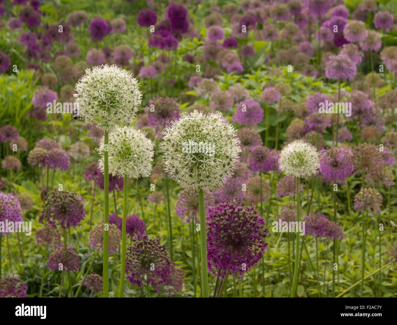 Allium plants flowering Stock Photo