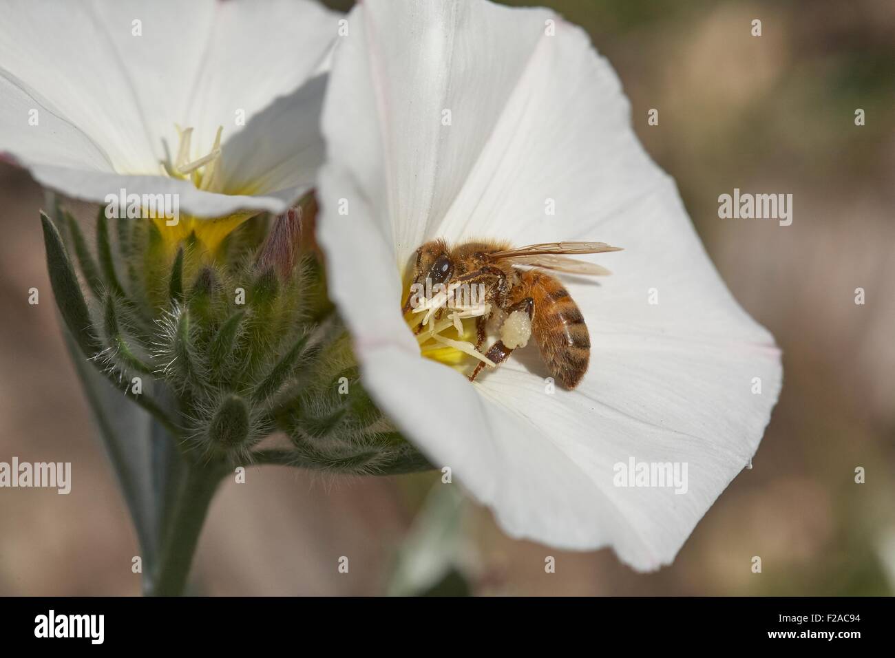 European honeybee Apis mellifera collecting nectar Convolvulus cneorum, also known as silverbush, is a species of flowering plan Stock Photo