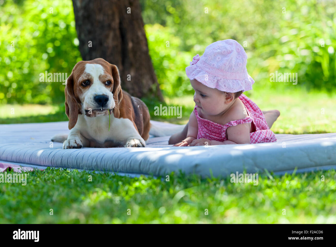 little girl plays with a dog in the garden Stock Photo - Alamy