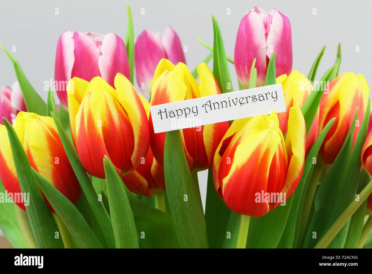 Happy Anniversary card with colorful tulips Stock Photo