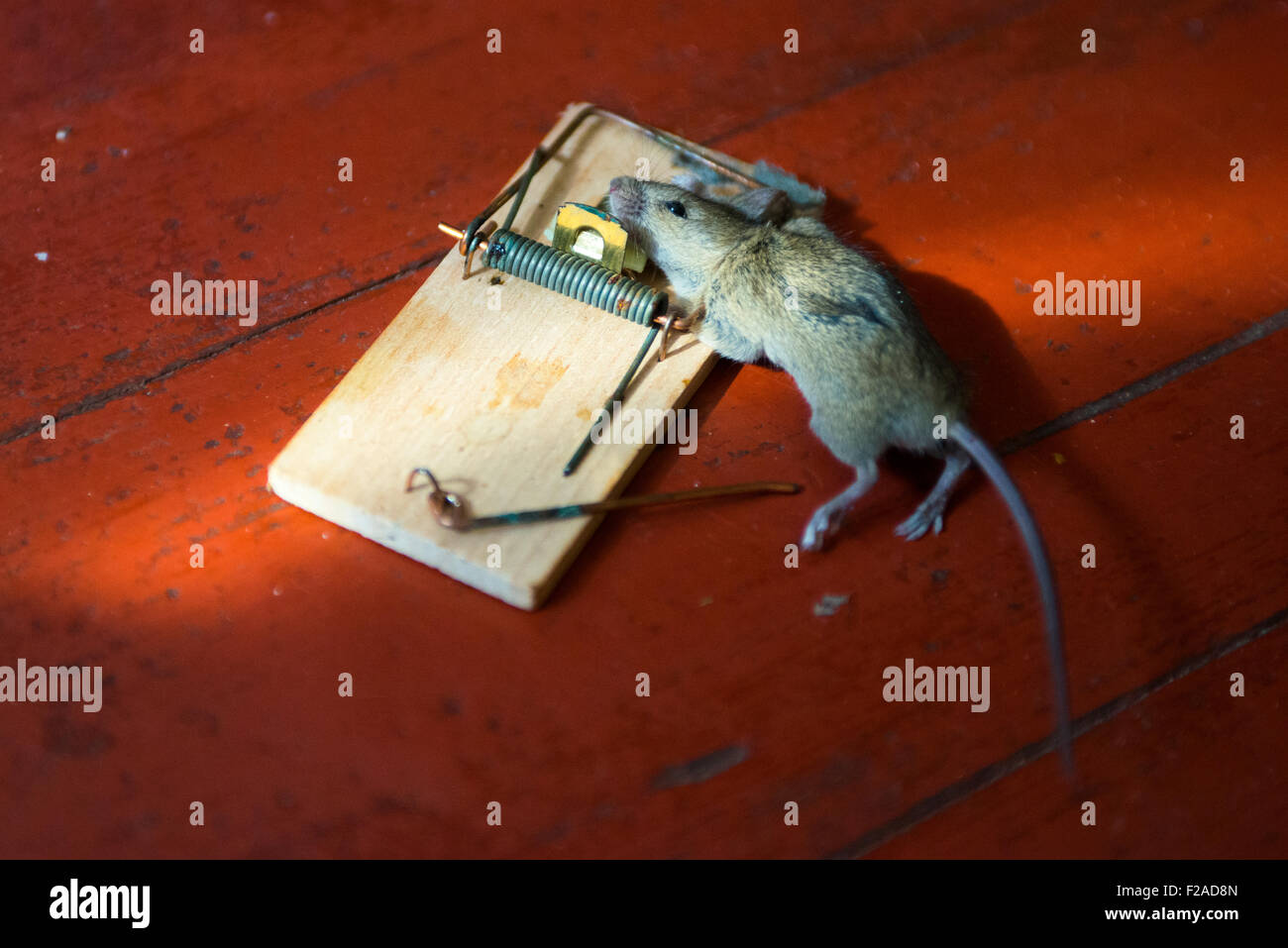 Common house mouse The Mousetrap, dead, caught, killed Stock Photo - Alamy
