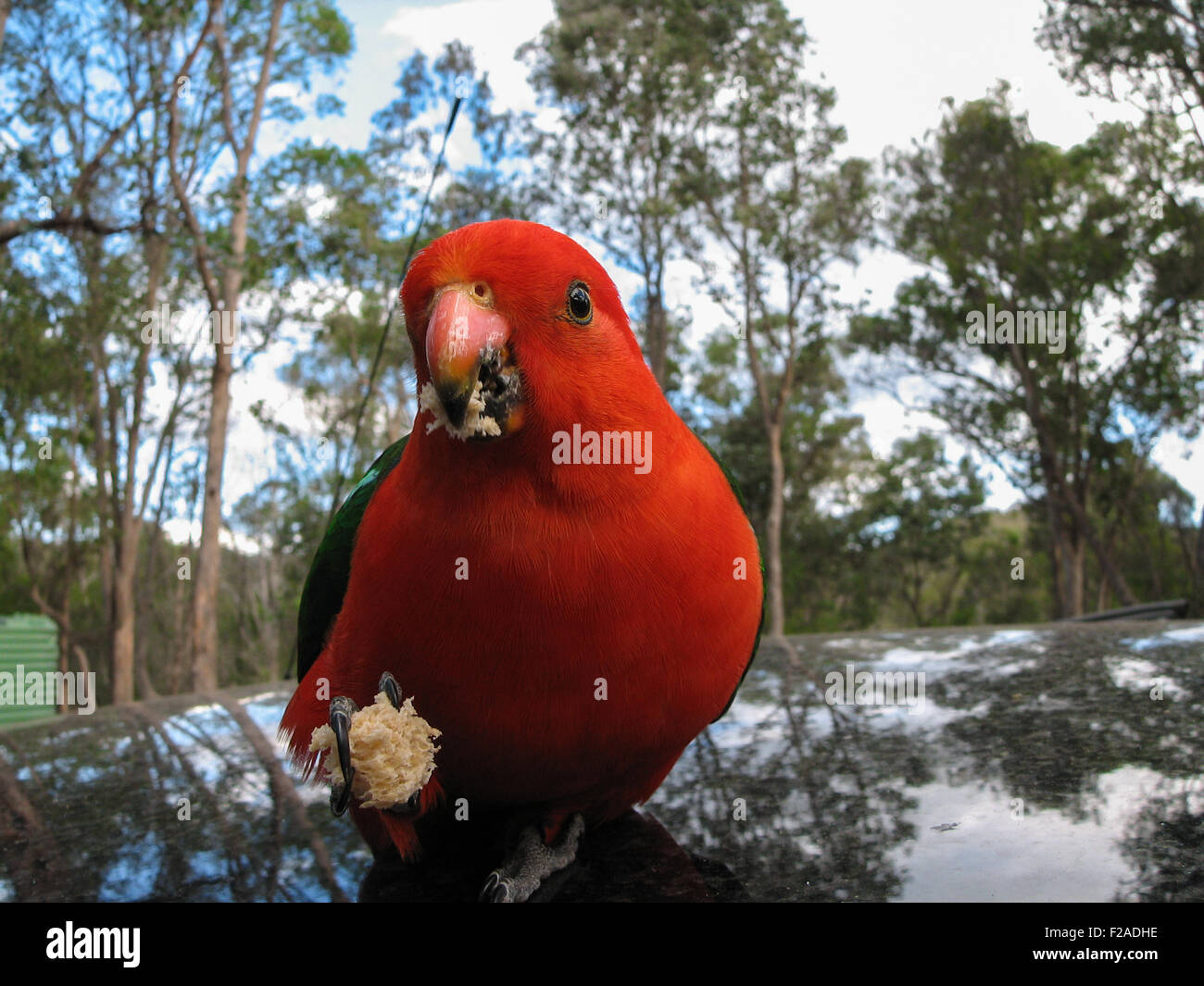 Australian King parrot looking onto the camera and holding a piece of ...