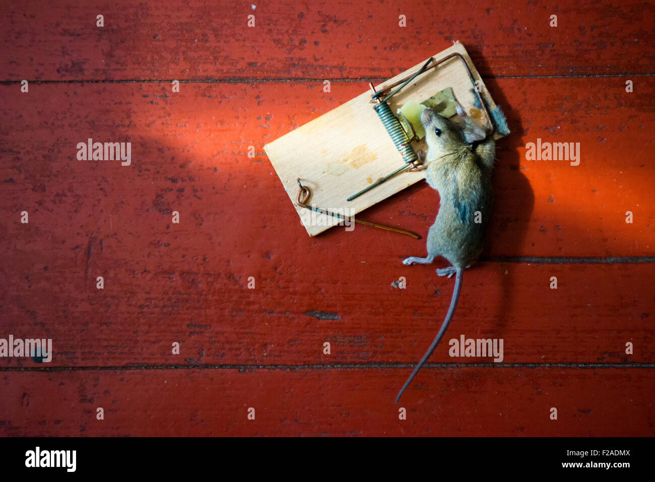 Common house mouse The Mousetrap, dead, caught, killed Stock Photo - Alamy