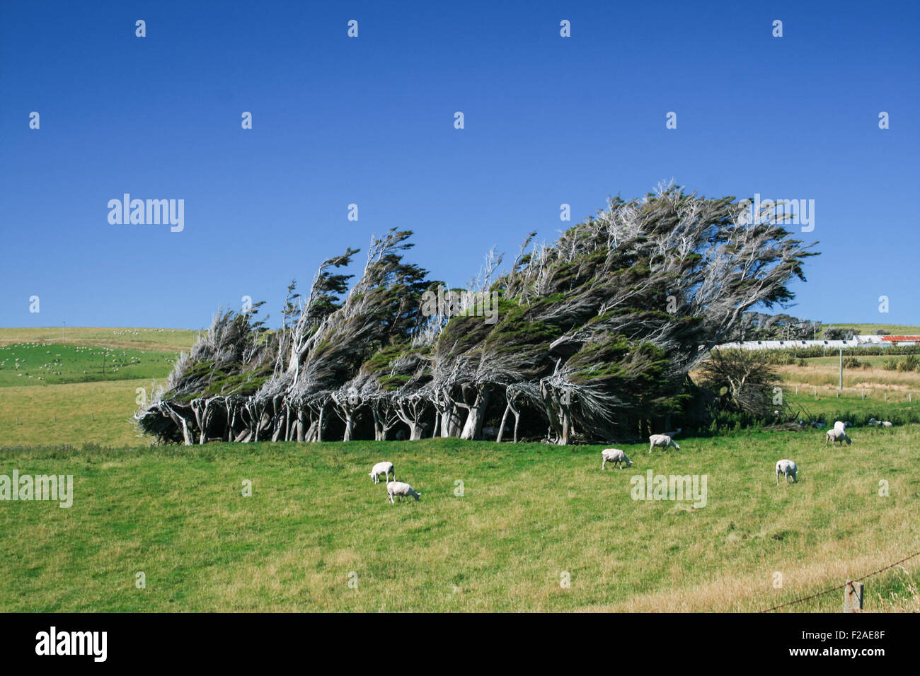 Windswept trees and grazing sheep located on the North Island of New Zealand Stock Photo