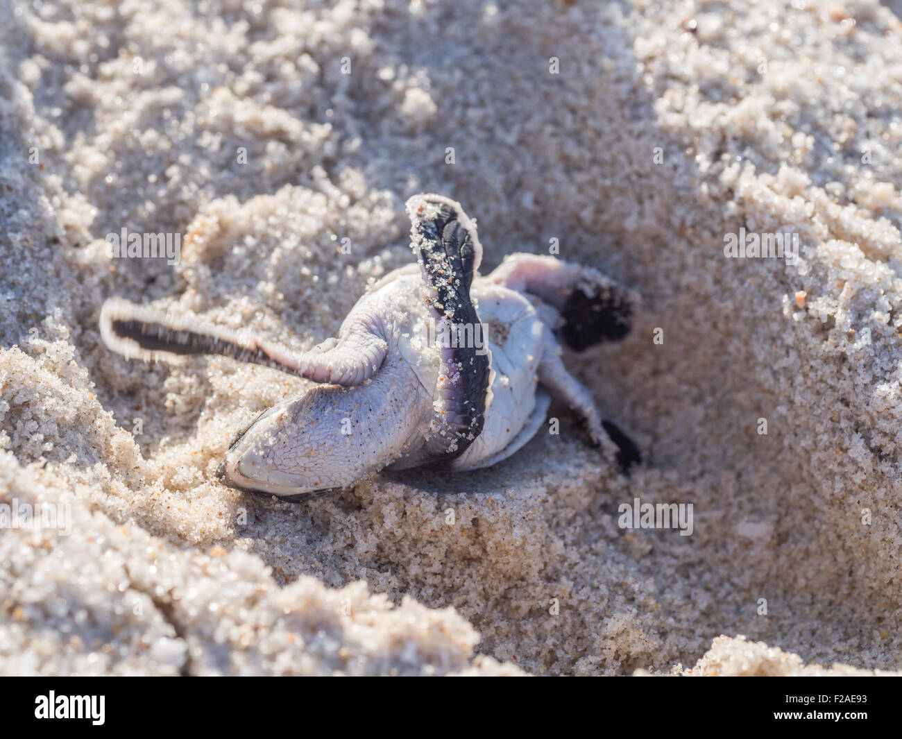 Flipped small green sea turtle (Chelonia mydas) struggling to get up on his way to the sea on a beach in Tanzania. Stock Photo