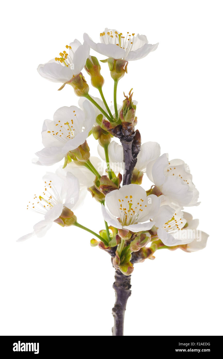 cherries branch in flowers isolated on white Stock Photo