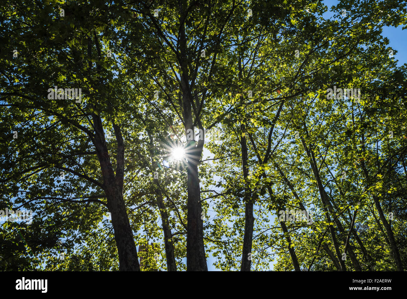 Light Pass Through Tree Light passing through tree hi-res stock photography and images - Alamy