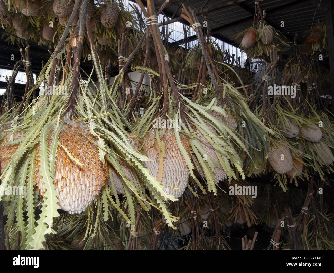 Picked Banksia flowers destined for export drying in sheds at the Western Wildflower Farm near Moora, Wheatbelt region, Western Stock Photo