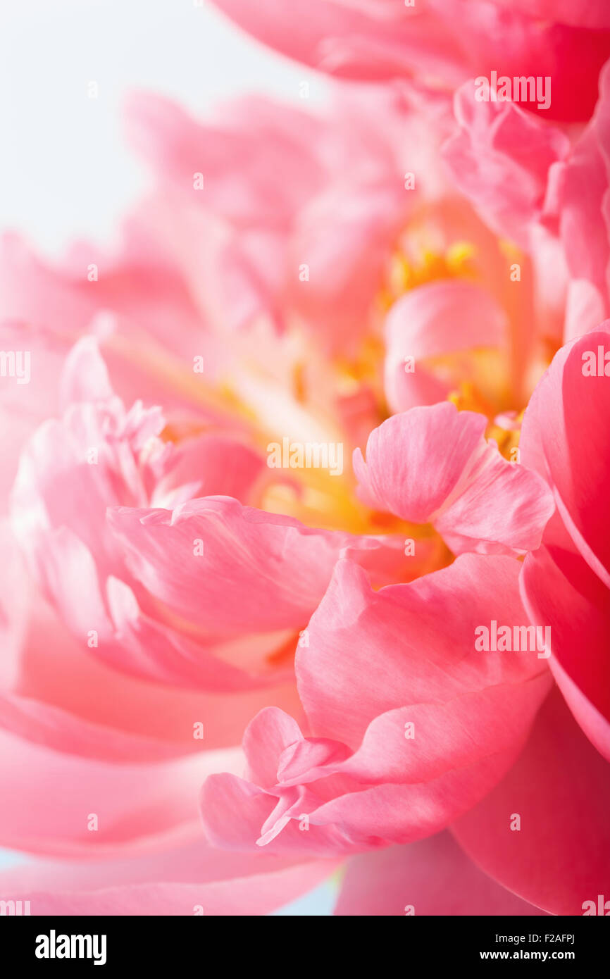 pink peony flower petals macro background Stock Photo - Alamy