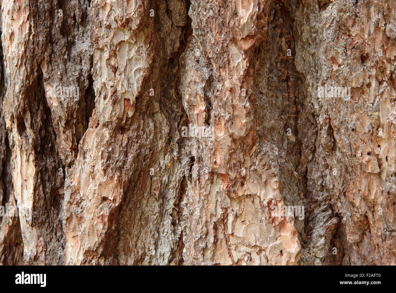 Conifers bark, background with a larch bark Stock Photo