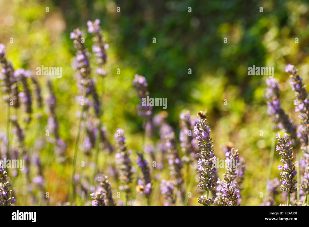 Photo of a lavender garden in spring season Stock Photo - Alamy