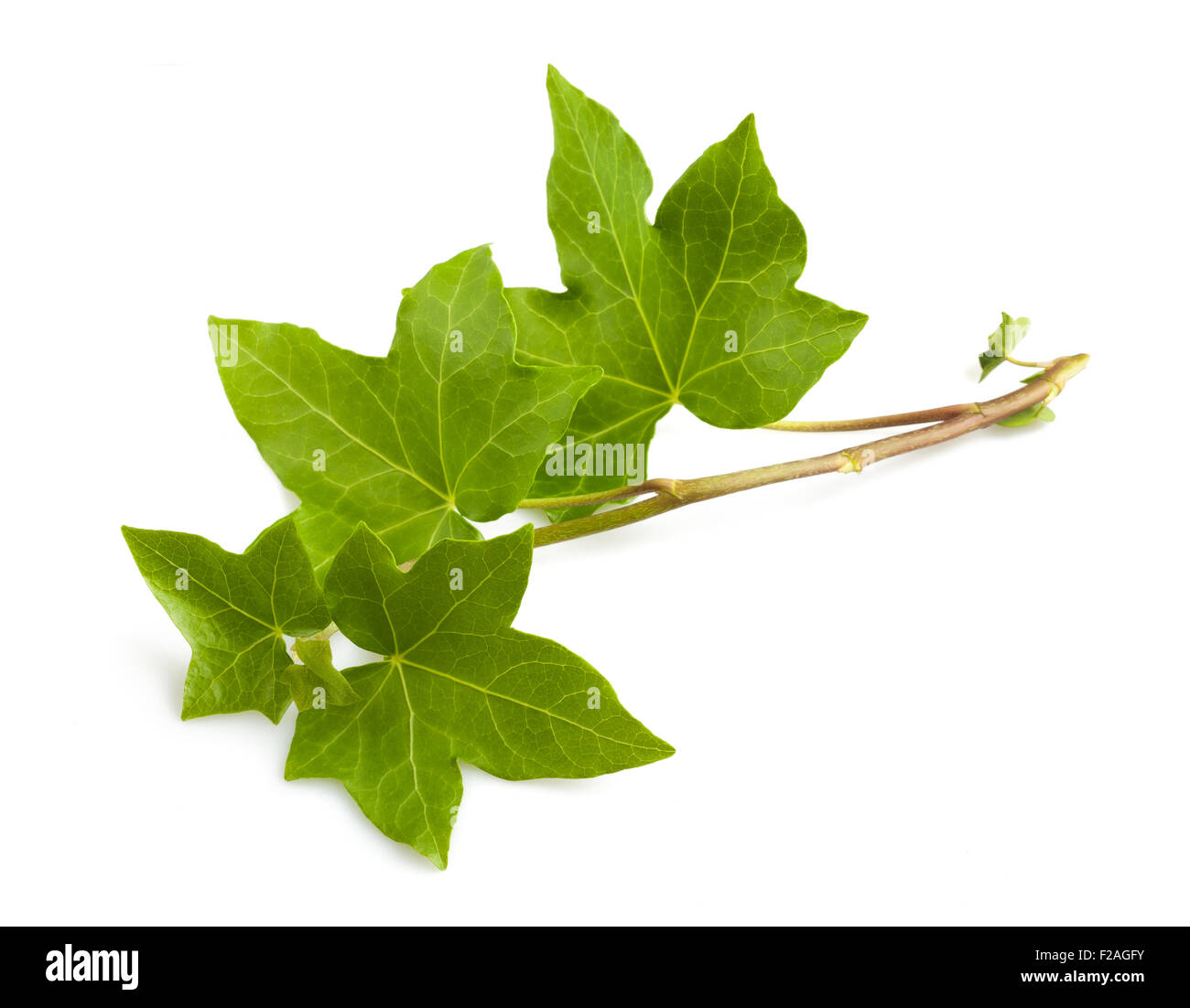 Ivy branch isolated  on white background Stock Photo