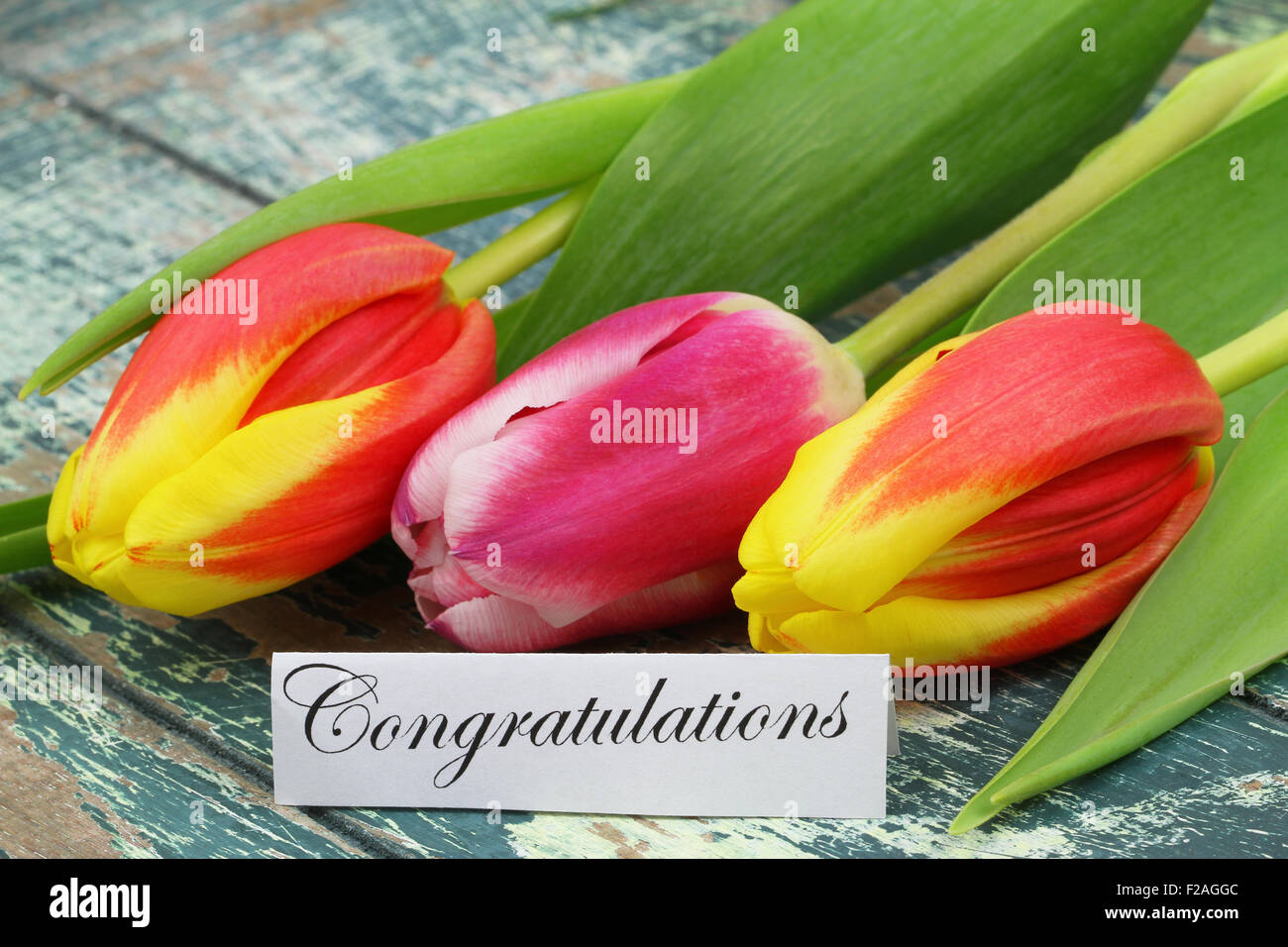 Congratulations card with colorful tulips Stock Photo - Alamy