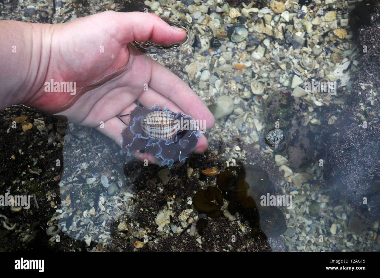 Rockpool find: live bubble shell (Bullina lineata), Jervis Bay Marine Park, Shoalhaven, NSW, Australia Stock Photo