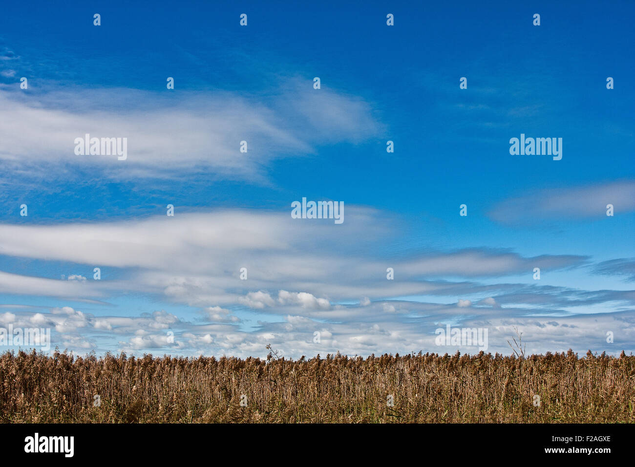 Summer Landscape of Wheat field Stock Photo - Alamy