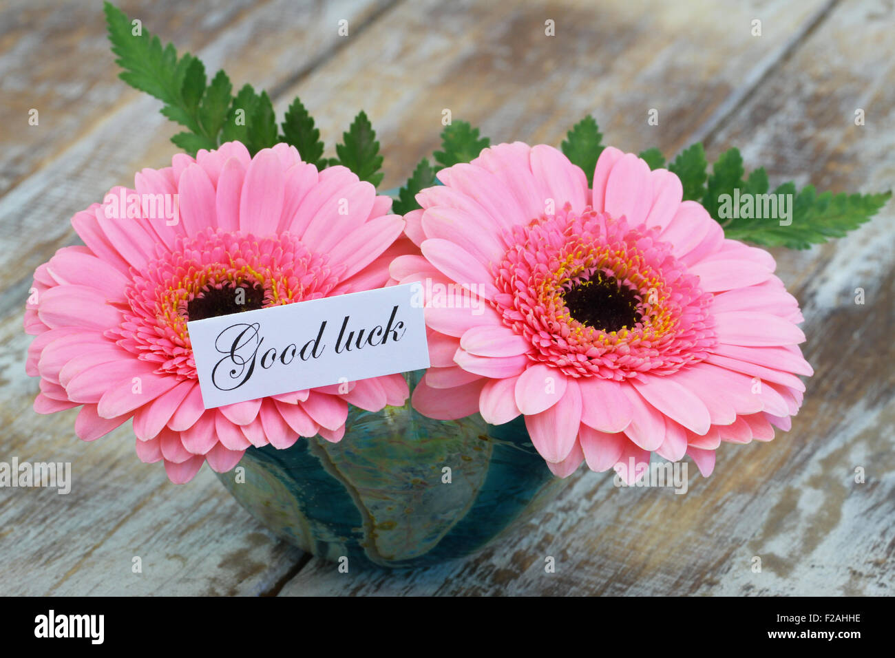 Two pink gerbera daisies hires stock photography and images Alamy
