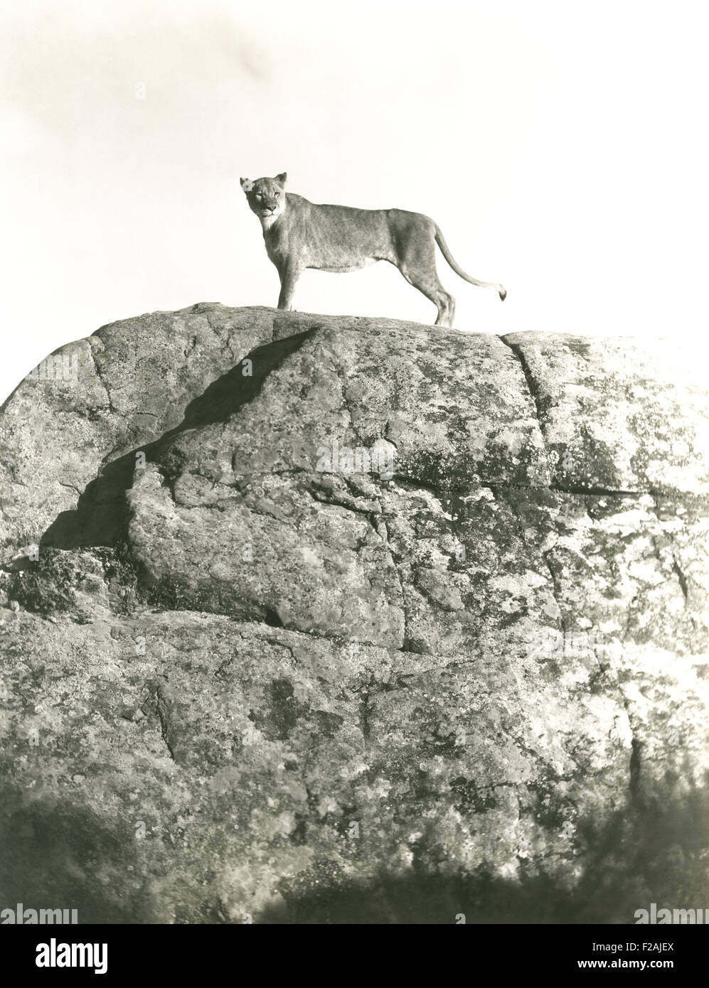 Ruler of the kingdom (OLVI007 OU777 F) Stock Photo