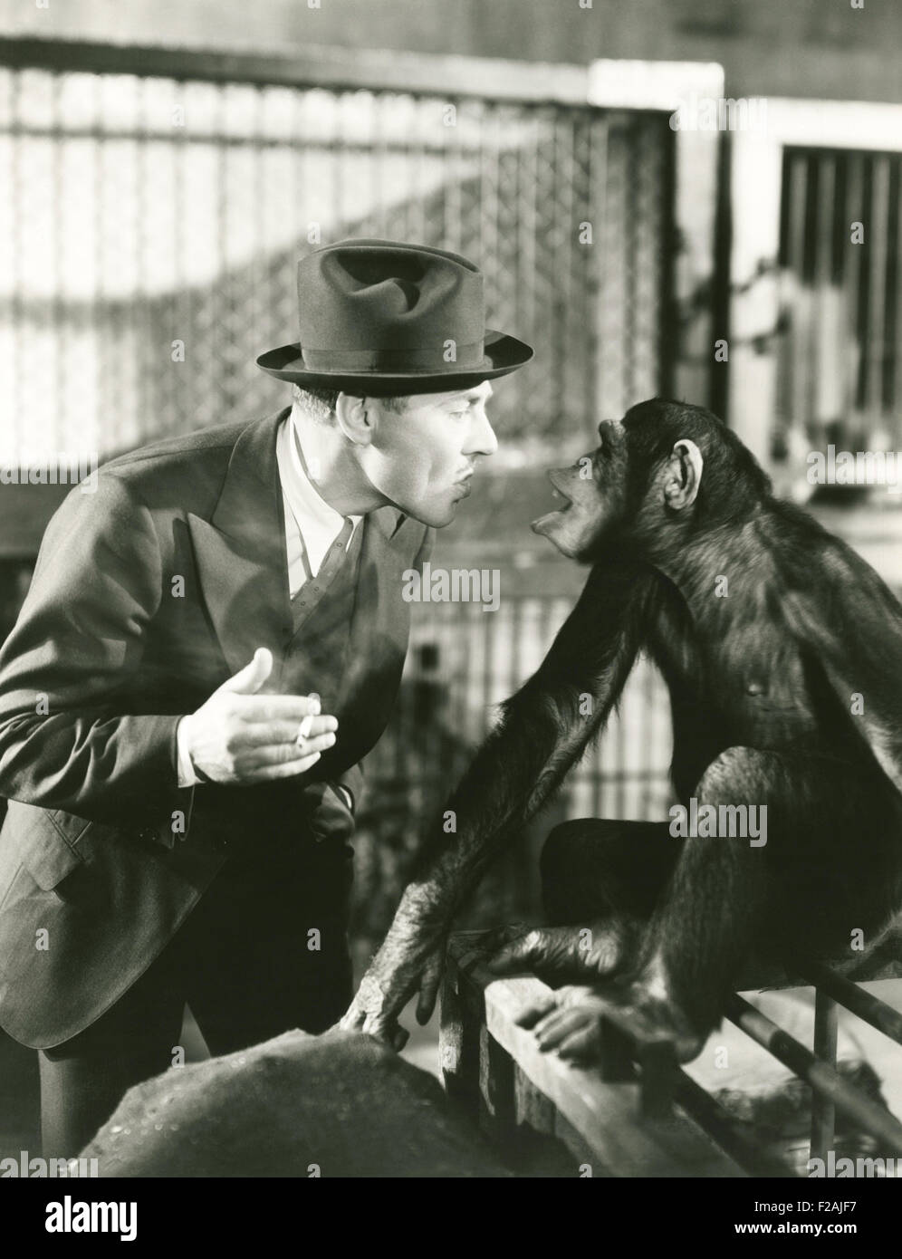 Monkeying around (OLVI007 OU772 F) Stock Photo