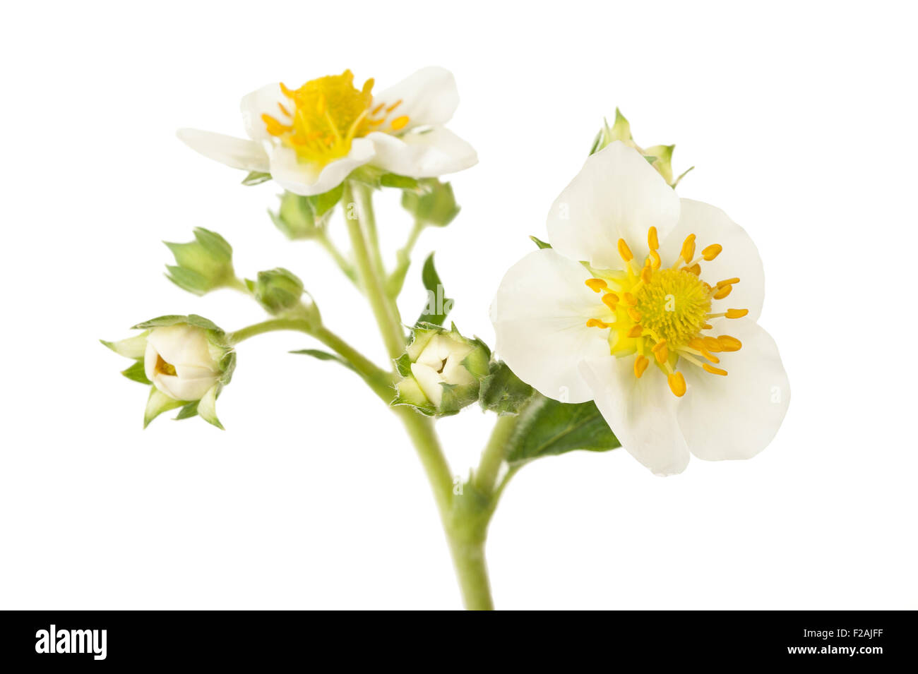 Strawberry flowers hi-res stock photography and images - Alamy