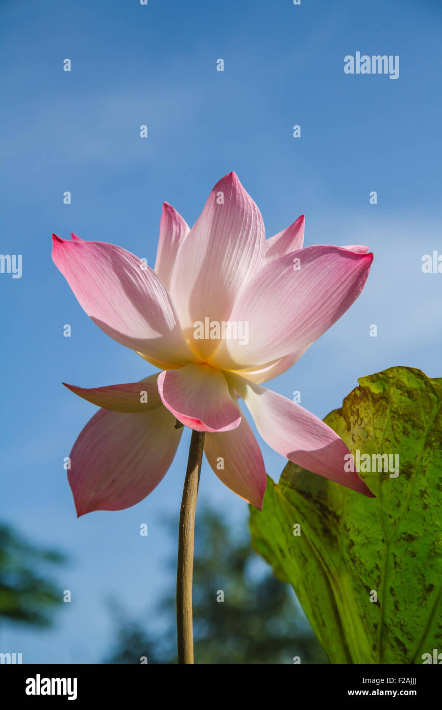pink lotus flower Stock Photo Alamy