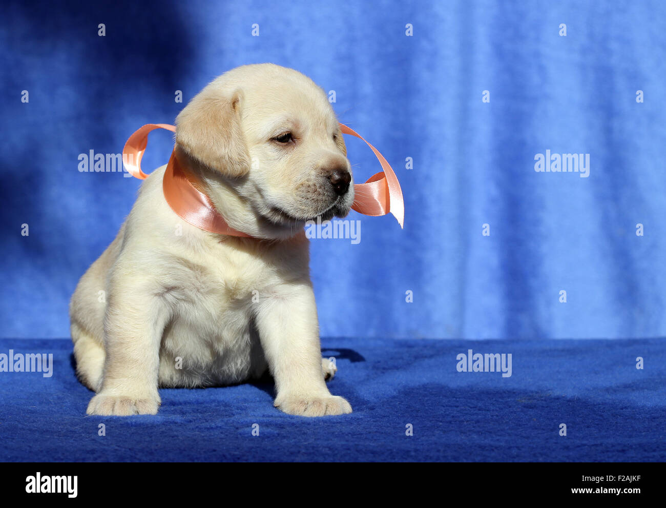 the nice yellow labrador puppy sitting on blue background Stock Photo ...
