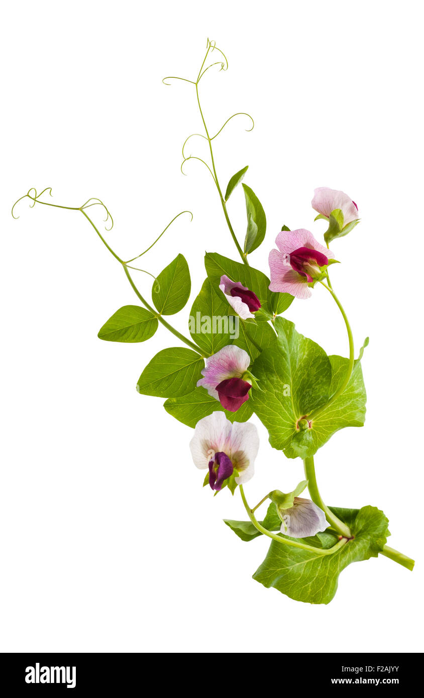Sweet pea flowers (Lathyrus odoratus) Stock Photo