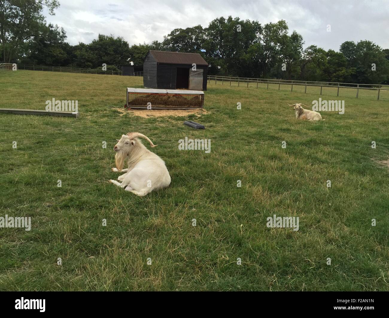 Fetcham hires stock photography and images Alamy