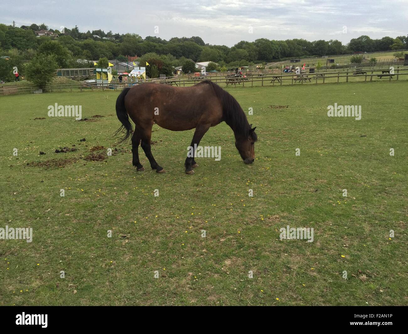 Horse feeding. Bocketts Farm Park, Fetcham, Leatherhead, Surrey, 05/08