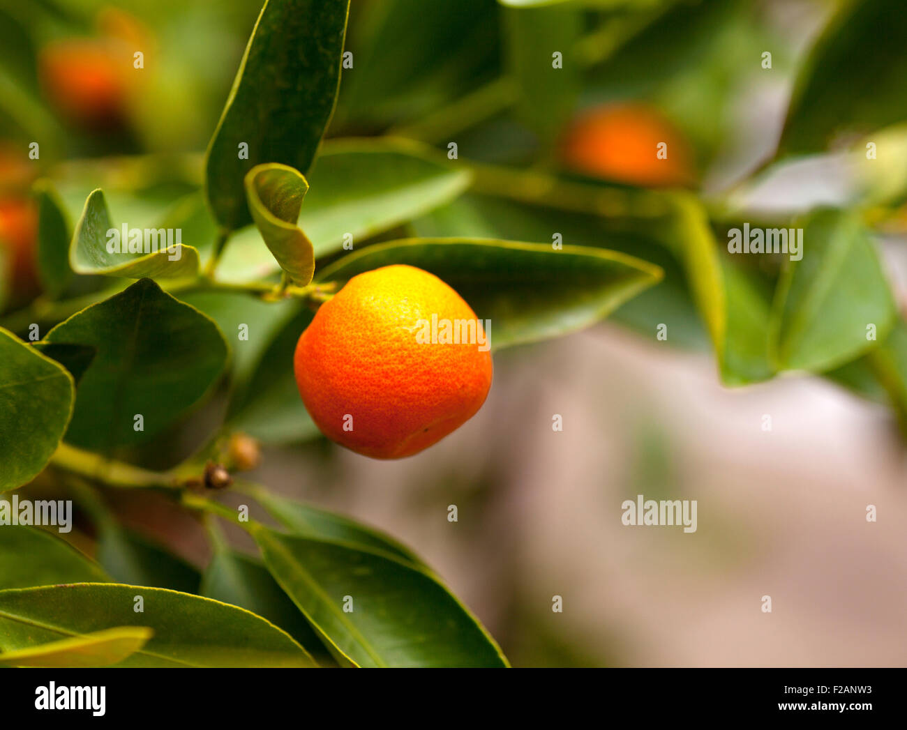 Little tangerine tree with fruit Stock Photo Alamy