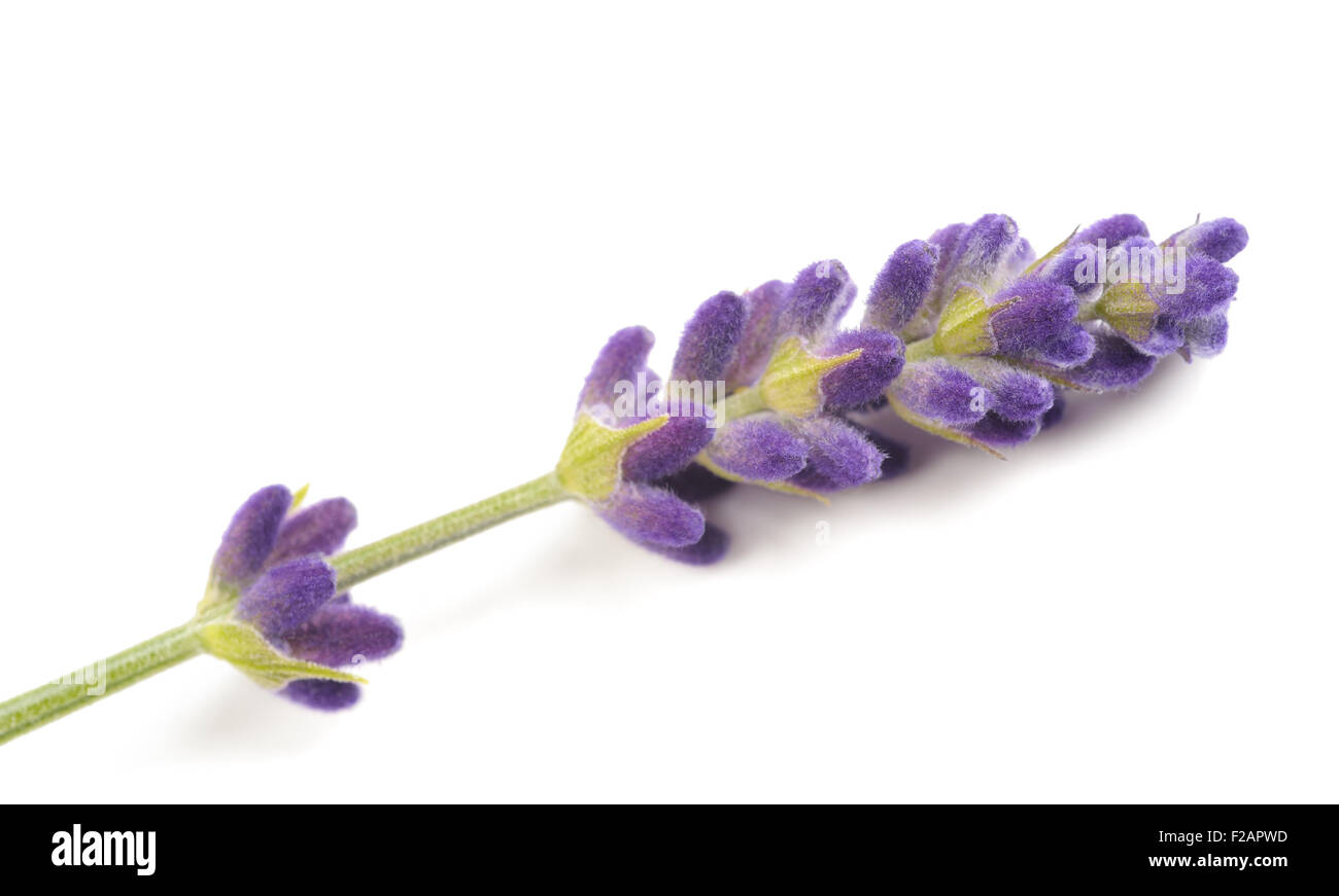 Lavender flower isolated on white Stock Photo