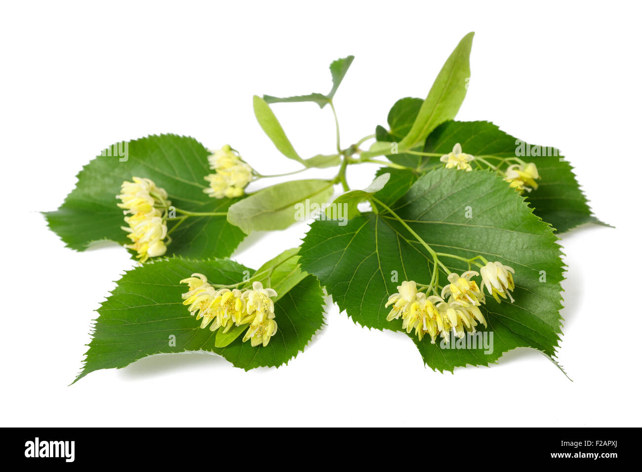 linden branch with flowers isolated on white background Stock Photo