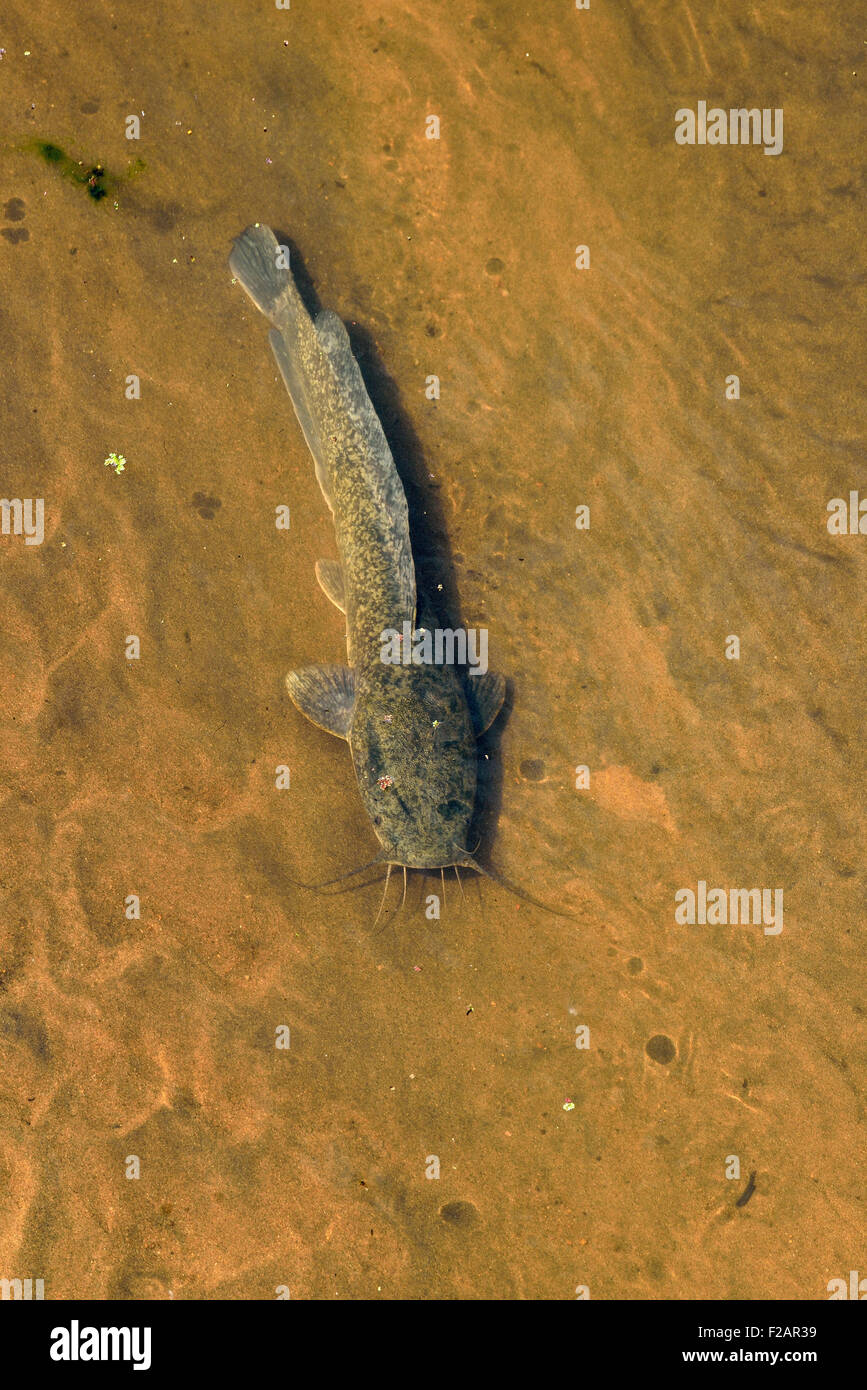 South Africa, Kruger district, African Sharptooth Catfish, Clarias gariepinus Stock Photo