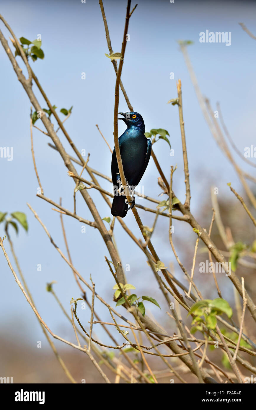 South Africa, Kruger district,  Greater Blue-eared Starling, Lamprotornis chalybaeus Stock Photo